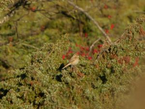 Lanius isabellinus - Isabelline Shrike - Isabellatörnskata