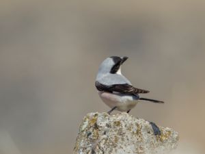 Lanius minor - Lesser Grey Shrike - Svartpannad törnskata