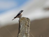 Lanius minor Gudauri Monument Stepantsminda, Mtskheta-Mtianeti, Georgia 20180426_1572