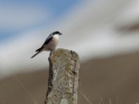 Lanius minor Gudauri Monument Stepantsminda, Mtskheta-Mtianeti, Georgia 20180426_1574