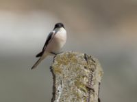 Lanius minor Gudauri Monument Stepantsminda, Mtskheta-Mtianeti, Georgia 20180426_1578