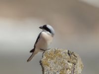 Lanius minor Gudauri Monument Stepantsminda, Mtskheta-Mtianeti, Georgia 20180426_1580