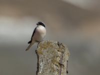 Lanius minor Gudauri Monument Stepantsminda, Mtskheta-Mtianeti, Georgia 20180426_1582