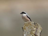 Lanius minor Gudauri Monument Stepantsminda, Mtskheta-Mtianeti, Georgia 20180426_1585