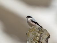 Lanius minor Gudauri Monument Stepantsminda, Mtskheta-Mtianeti, Georgia 20180426_1589