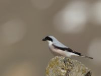 Lanius minor Gudauri Monument Stepantsminda, Mtskheta-Mtianeti, Georgia 20180426_1595