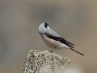 Lanius minor Gudauri Monument Stepantsminda, Mtskheta-Mtianeti, Georgia 20180426_1600