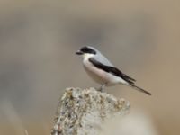 Lanius minor Gudauri Monument Stepantsminda, Mtskheta-Mtianeti, Georgia 20180426_1603