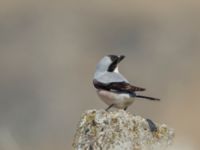 Lanius minor Gudauri Monument Stepantsminda, Mtskheta-Mtianeti, Georgia 20180426_1605