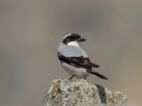 Lanius minor Gudauri Monument Stepantsminda, Mtskheta-Mtianeti, Georgia 20180426_1607