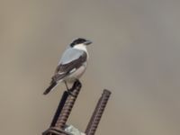 Lanius minor Gudauri Monument Stepantsminda, Mtskheta-Mtianeti, Georgia 20180426_1611