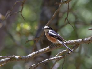 Lanius nubicus - Masked Shrike - Masktörnskata