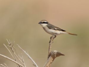 Lanius phoenicuroides - Red-tailed Shrike - Turkestantörnskata