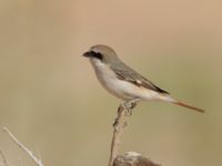 Lanius phoenicuroides Yotvata, Israel 2013-03-28 701