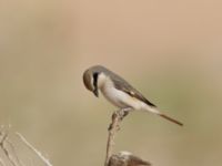 Lanius phoenicuroides Yotvata, Israel 2013-03-28 702