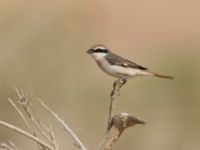 Lanius phoenicuroides Yotvata, Israel 20130328B 697