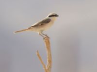 Lanius phoenicuroides Yotvata, Israel 20130328B 715