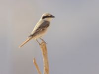 Lanius phoenicuroides Yotvata, Israel 20130328B 717