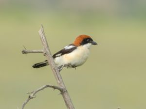 Lanius senator - Woodchat Shrike - Rödhuvad törnskata