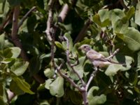 Lanius senator juv Durnalik, Turkey 20120705 009