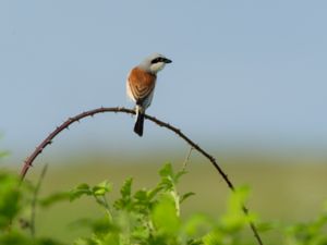 Laniidae - Shrikes - Törnskator