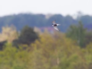 Chlidonias hybrida - Whiskered Tern - Skäggtärna