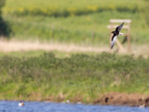 Chlidonias leucopterus - White-winged Tern - Vitvingad tärna