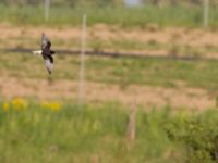 Chlidonias leucopterus ad Björkelundadammen, Malmö, Skåne, Sweden 20140516_0483