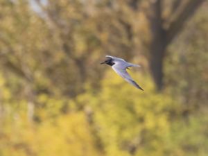 Chlidonias niger - Black Tern - Svarttärna