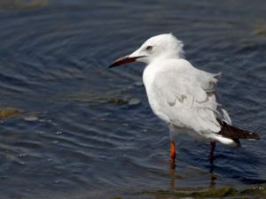 Chroicocephalus genei - Slender-billed Gull - Långnäbbad mås