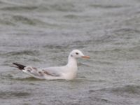 Chroicocephalus genei 1cy Myrnyj, Crimea, Russia 20150912_0035