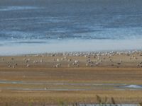 Chroicocephalus genei Vitjazevskij Liman, Vityazevo, Krasnodar, Russia 20160910_0859