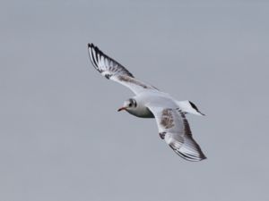 Chroicocephalus ridibundus - Black-headed Gull - Skrattmås