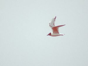 Chroicocephalus saundersi - Saunders's Gull - Mingmås