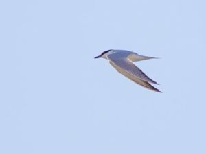 Gelochelidon nilotica - Gull-billed Tern - Sandtärna