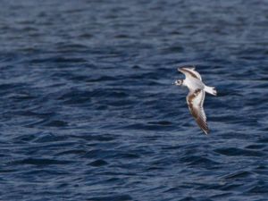 Hydrocoloeus minutus - Little Gull - Dvärgmås