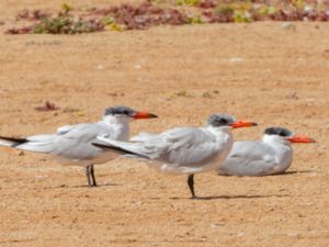 Hydroprogne caspia - Caspian Tern - Skräntärna