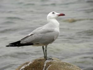 Ichthyaetus audouinii - Audouin's Gull - Rödnäbbad trut