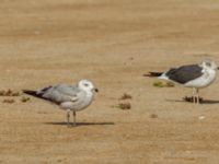 Ichthyaetus audouinii 2cy Dakhla Peninsula, Western Sahara, Morocco 20180218_0018