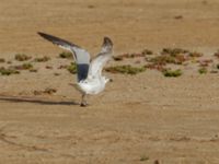 Ichthyaetus audouinii 2cy Dakhla Peninsula, Western Sahara, Morocco 20180218_0020