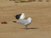 Ichthyaetus audouinii ad Dakhla Peninsula, Western Sahara, Morocco 20180218_0015