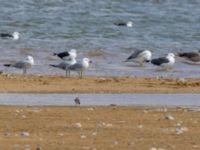 Ichthyaetus audouinii et Charadrius hiaticula et Larus fuscus Oued Tamri River Mouth, Tamri, Morocco 20180225_0228