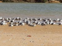 Ichthyaetus audouinii et Larus fuscus Oued Tamri River Mouth, Tamri, Morocco 20180225_0213