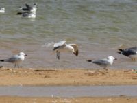 Ichthyaetus audouinii et Larus fuscus Oued Tamri River Mouth, Tamri, Morocco 20180225_0219