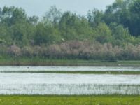 Ichthyaetus ichthyaetus 2cy Jandara Lake, Kvemo Kartli, Georgia 20180429_0417