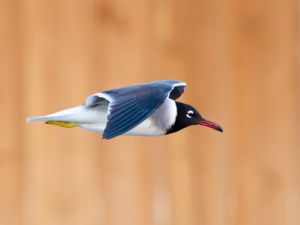 Ichthyaetus leucophthalmus - White-eyed Gull - Vitögd mås