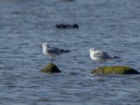 Ichthyaetus melanocephalus 1cy Terekudden, Bunkeflo strandängar, Malmö, Skåne, Sweden 20160925_0128