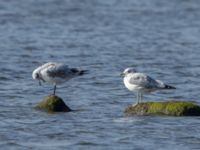 Ichthyaetus melanocephalus 1cy Terekudden, Bunkeflo strandängar, Malmö, Skåne, Sweden 20160925_0138