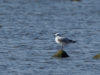 Ichthyaetus melanocephalus 1cy Terekudden, Bunkeflo strandängar, Malmö, Skåne, Sweden 20160925_0144