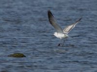 Ichthyaetus melanocephalus 1cy Terekudden, Bunkeflo strandängar, Malmö, Skåne, Sweden 20160925_0148